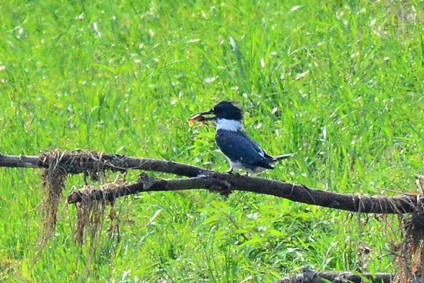 Belted Kingfisher - ML49784981