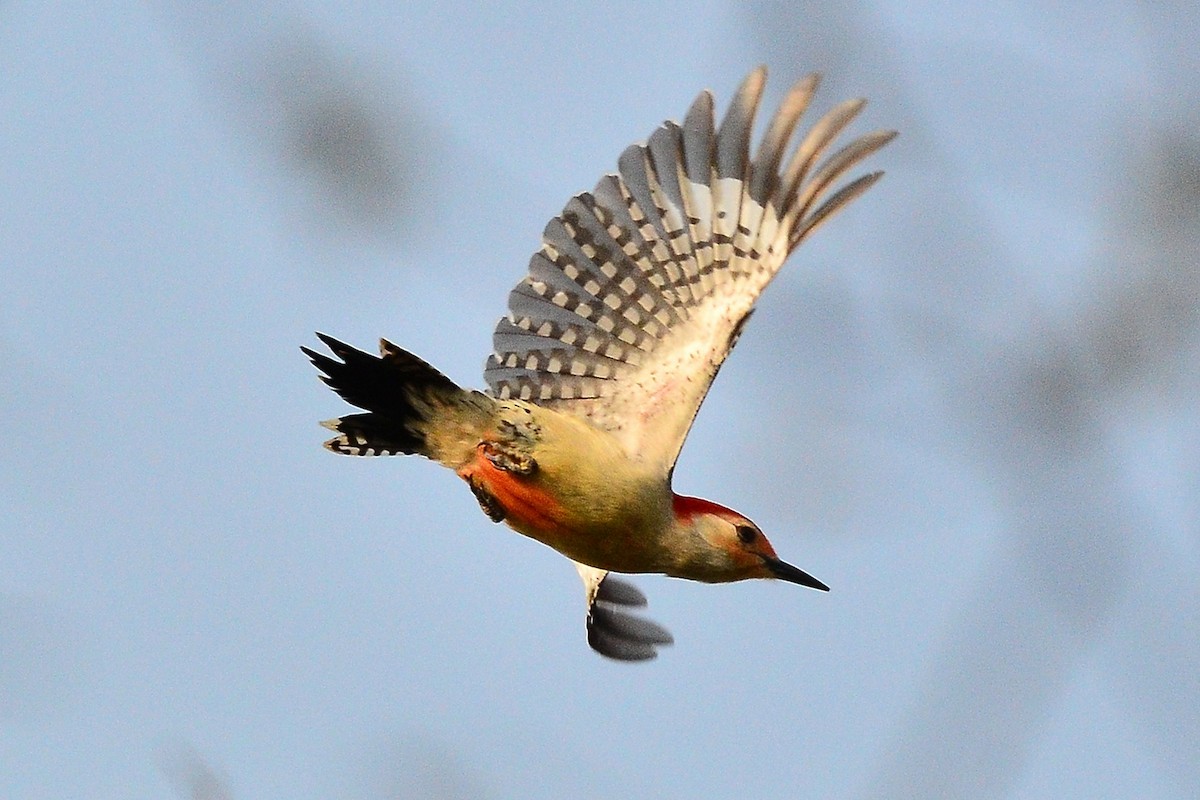 Red-bellied Woodpecker - ML49785031