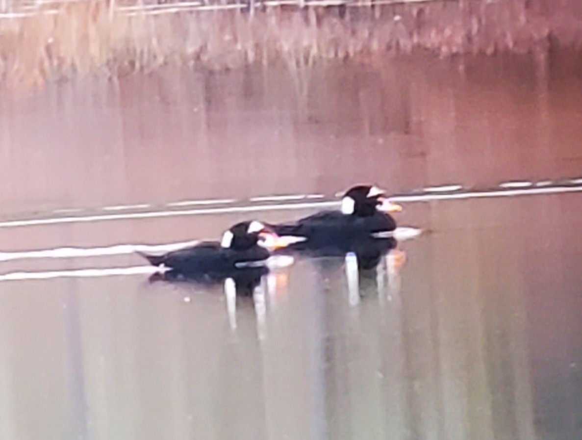 Surf Scoter - ML497850401