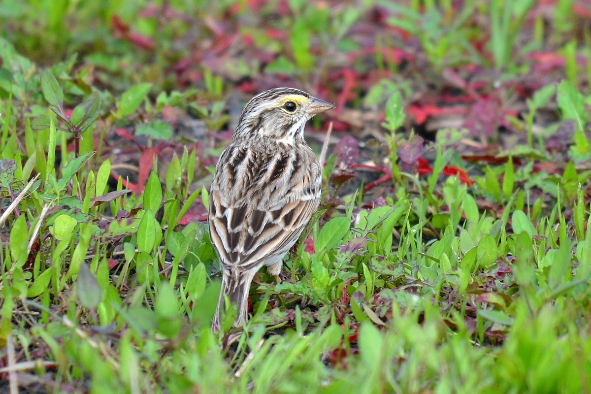 Savannah Sparrow - ML49785101