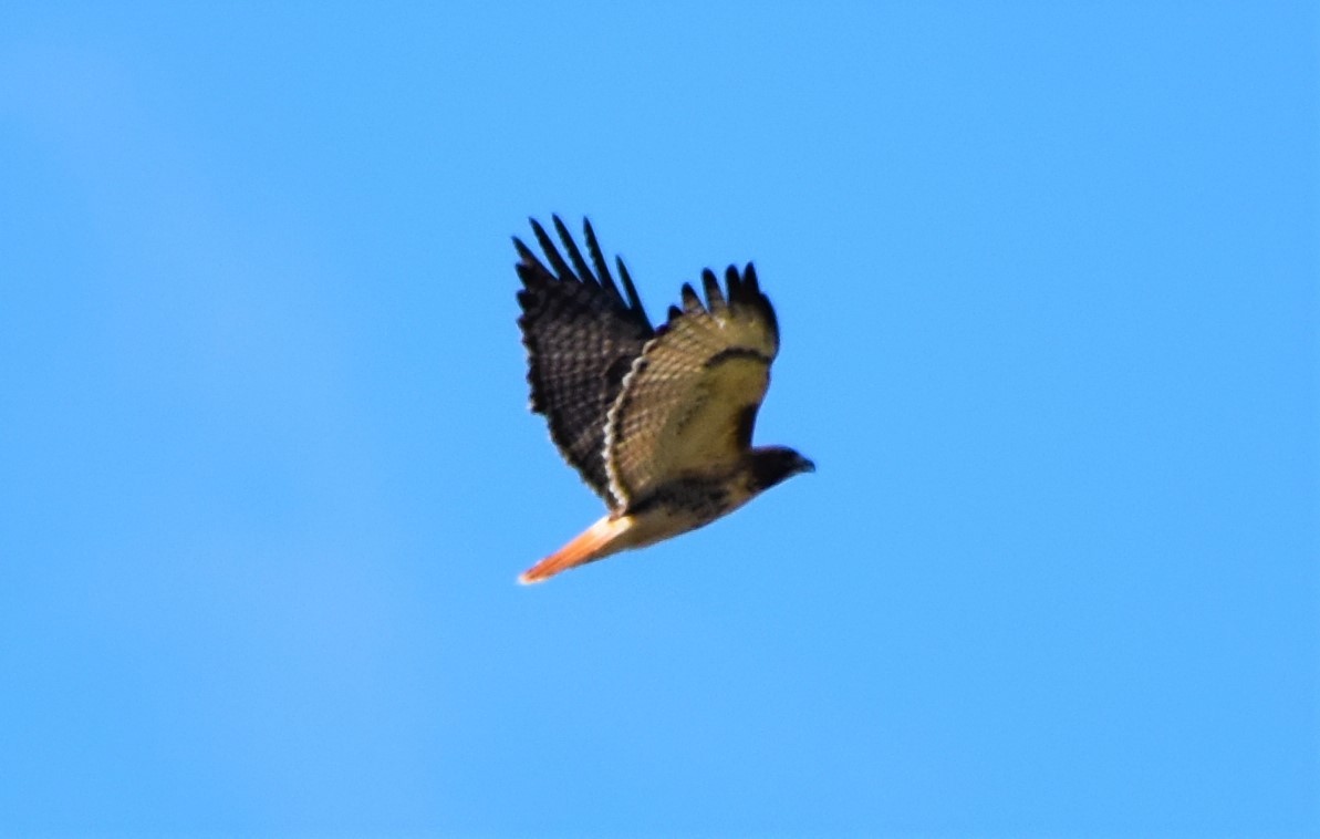 Red-tailed Hawk - Mark Greene