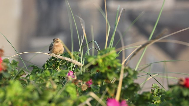 Siberian Stonechat - ML497855541