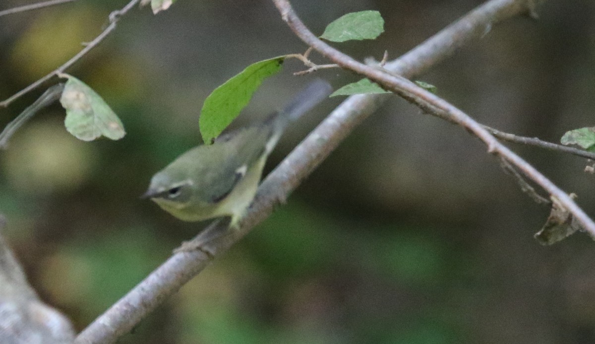 Black-throated Blue Warbler - ML497855911