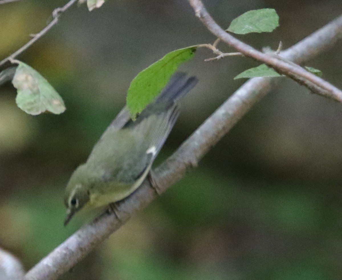 Black-throated Blue Warbler - ML497855921