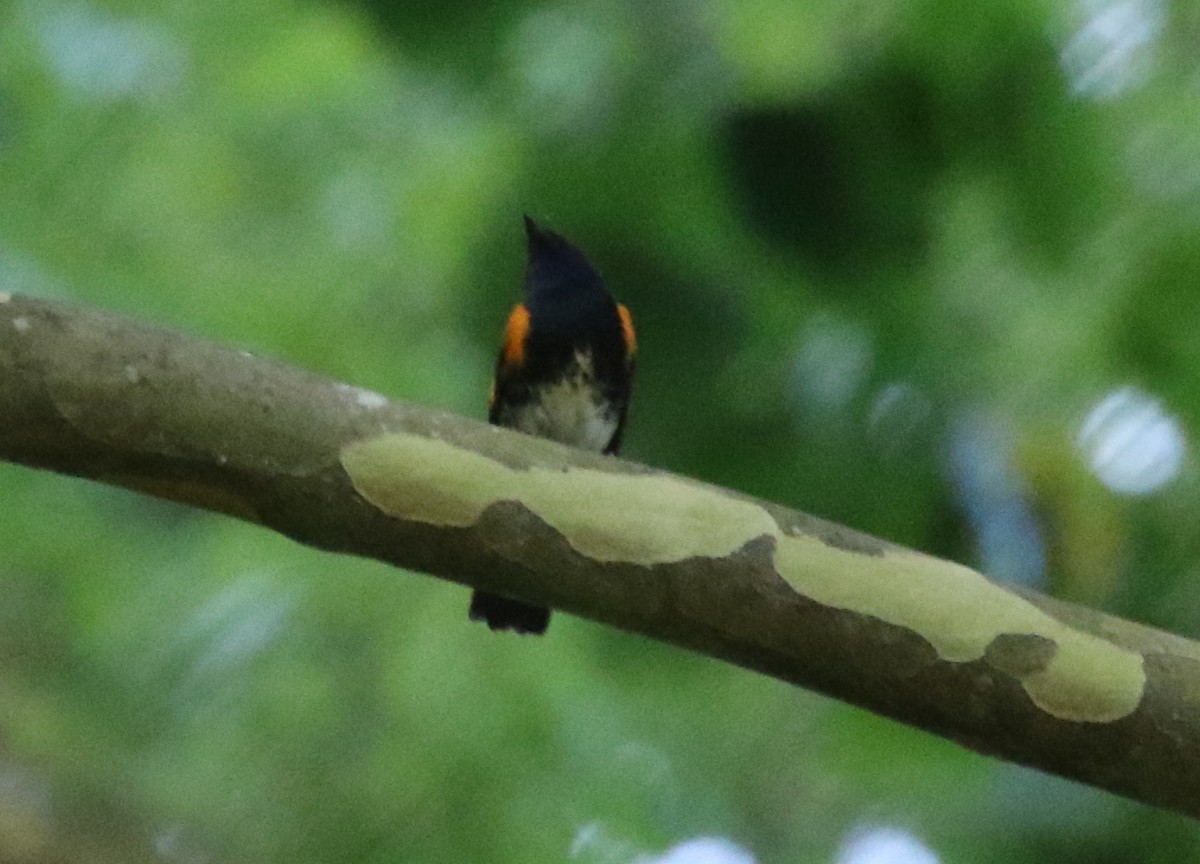 American Redstart - ML497857741