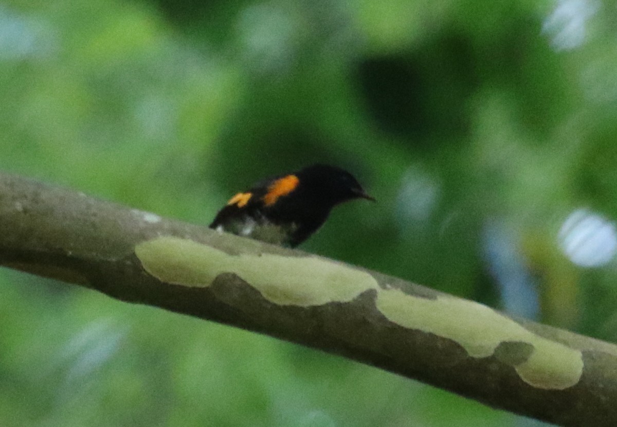 American Redstart - ML497857751