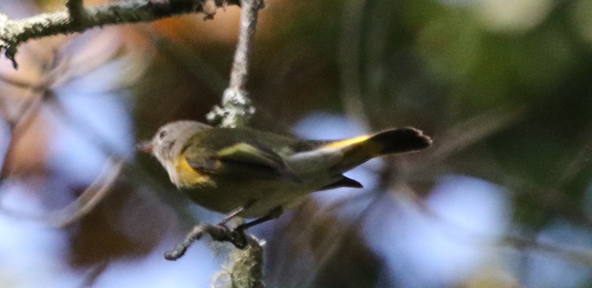 American Redstart - ML497858151