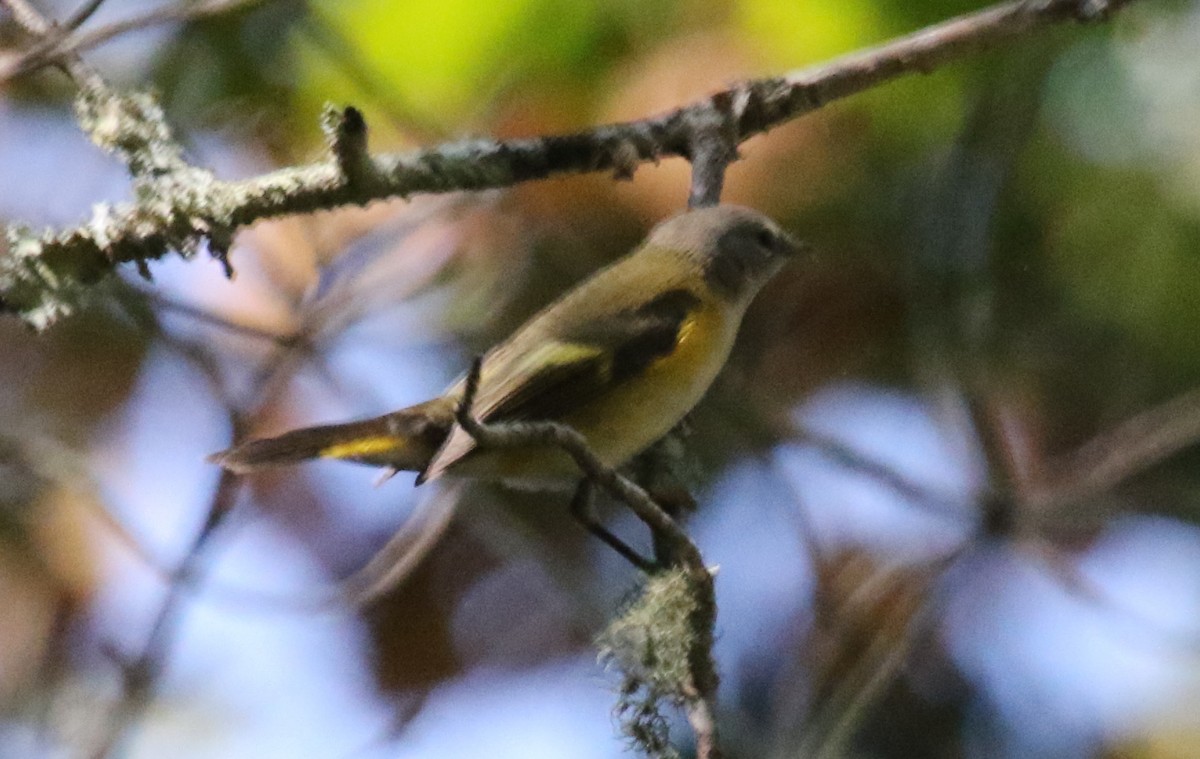 American Redstart - ML497858161