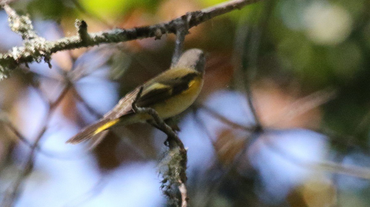 American Redstart - ML497858171