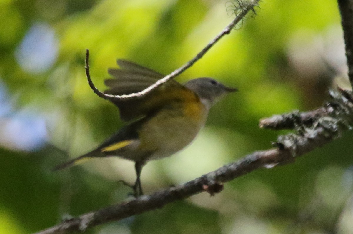 American Redstart - ML497858181