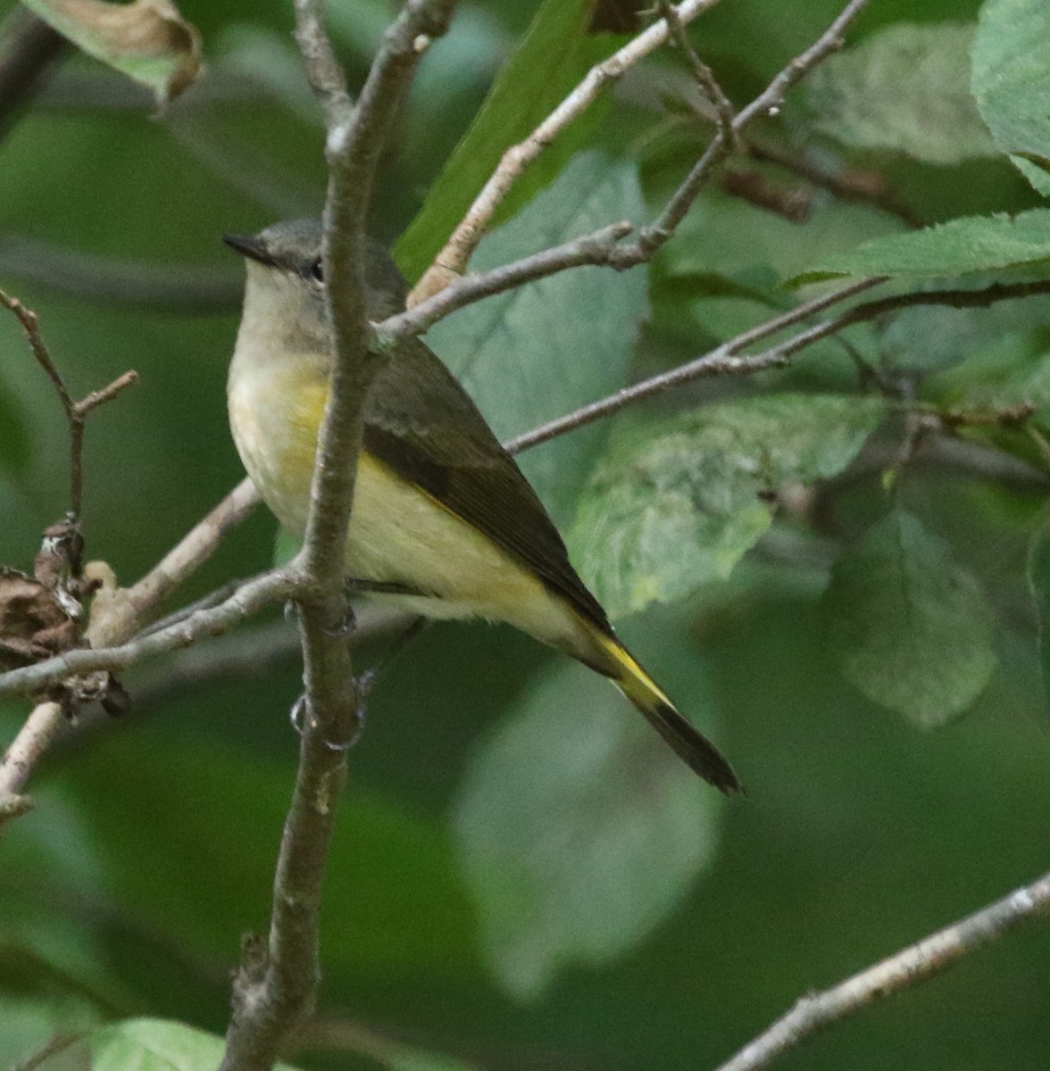 American Redstart - ML497858191