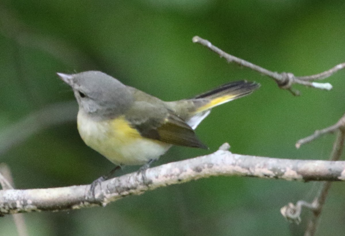 American Redstart - ML497858201