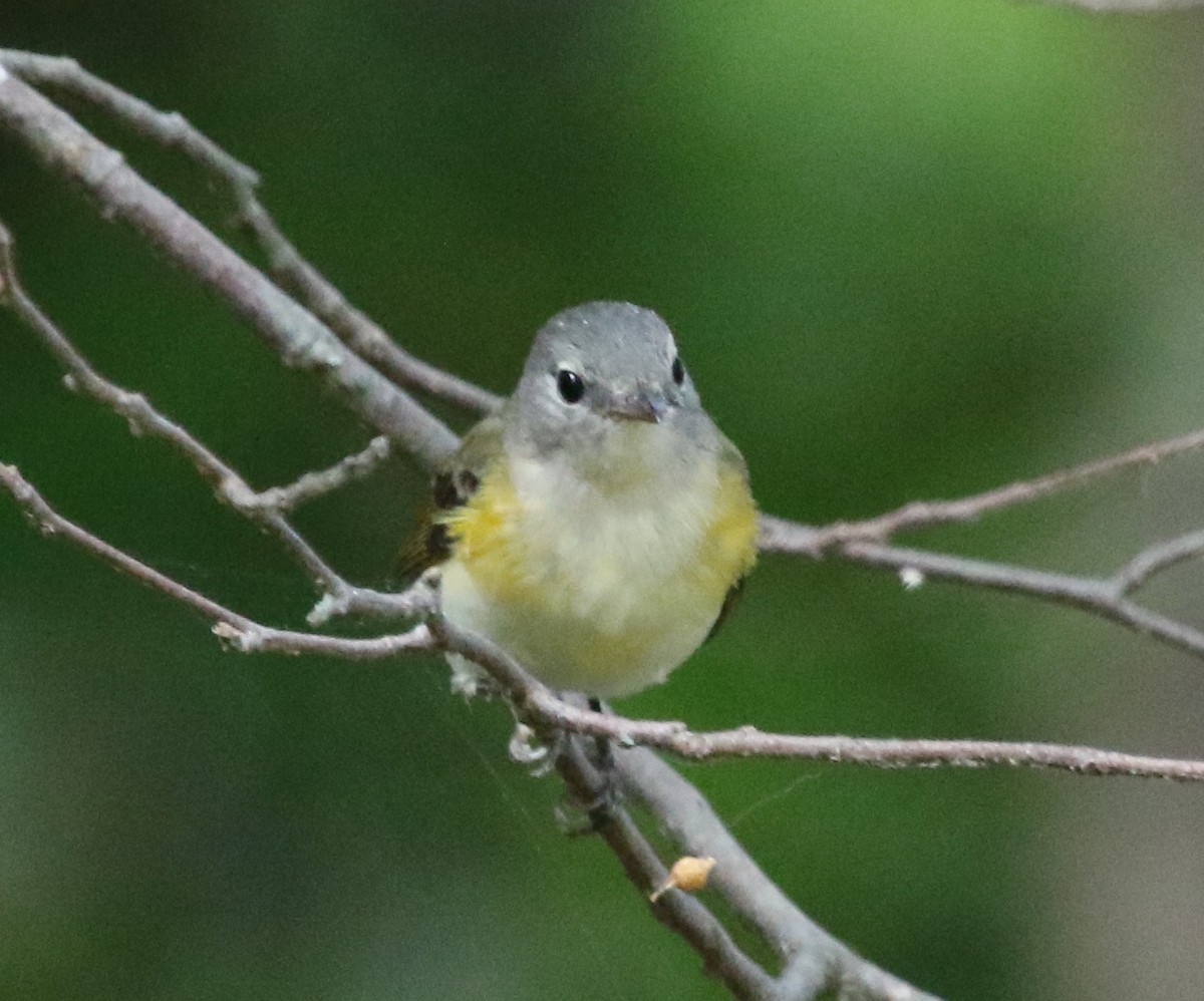 American Redstart - ML497858211