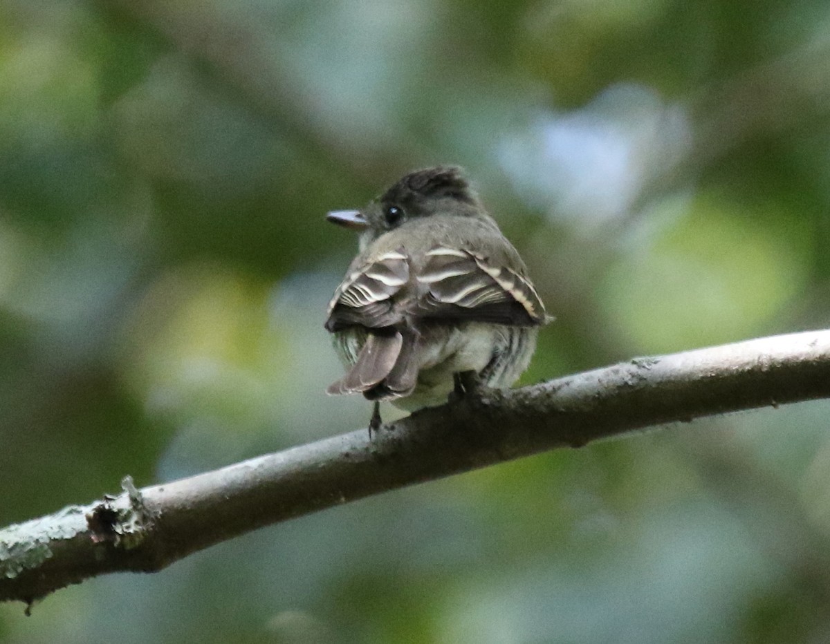 Eastern Wood-Pewee - ML497858531