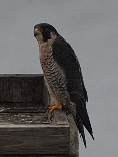 Peregrine Falcon - ML497858601