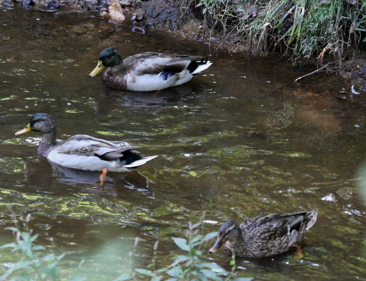 Canard colvert - ML497862661