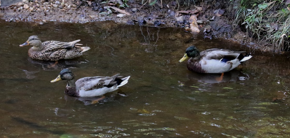 Canard colvert - ML497862731