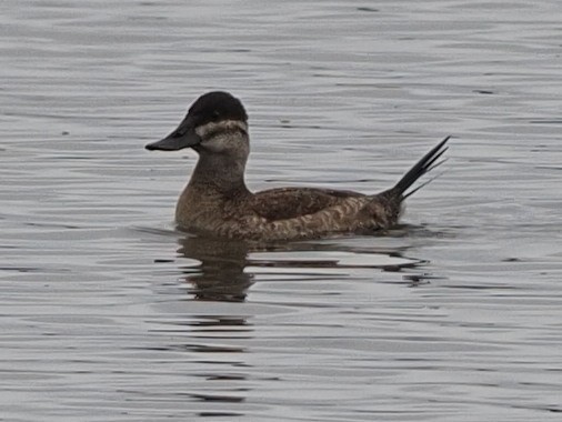 Ruddy Duck - ML497863861