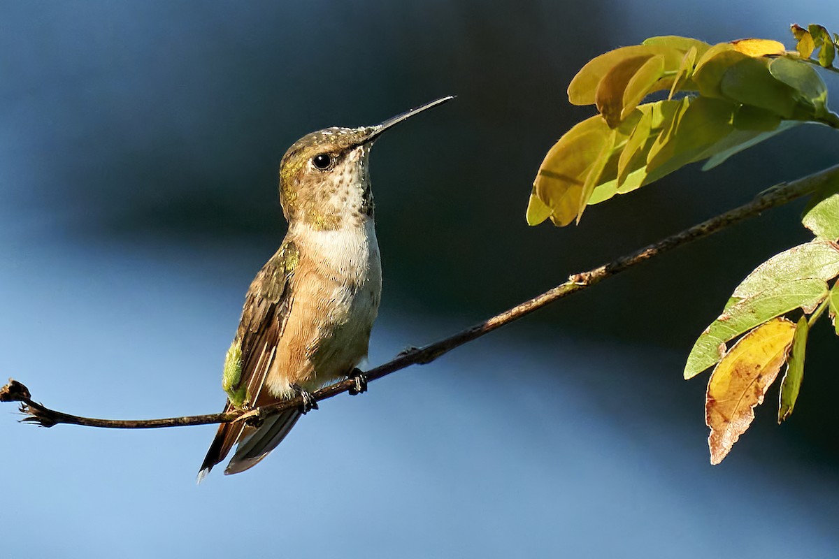 Rufous Hummingbird - mark druziak