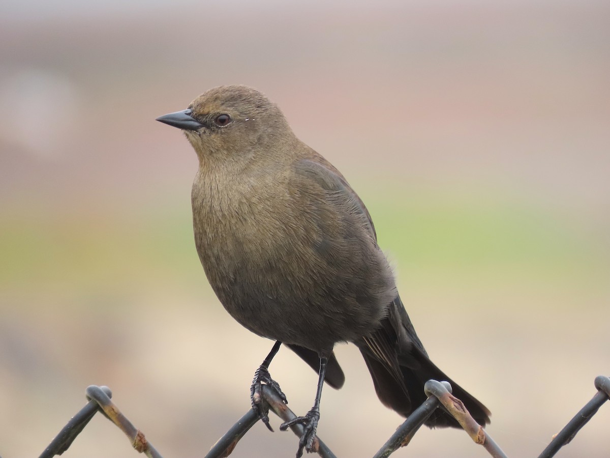 Brewer's Blackbird - ML497866551