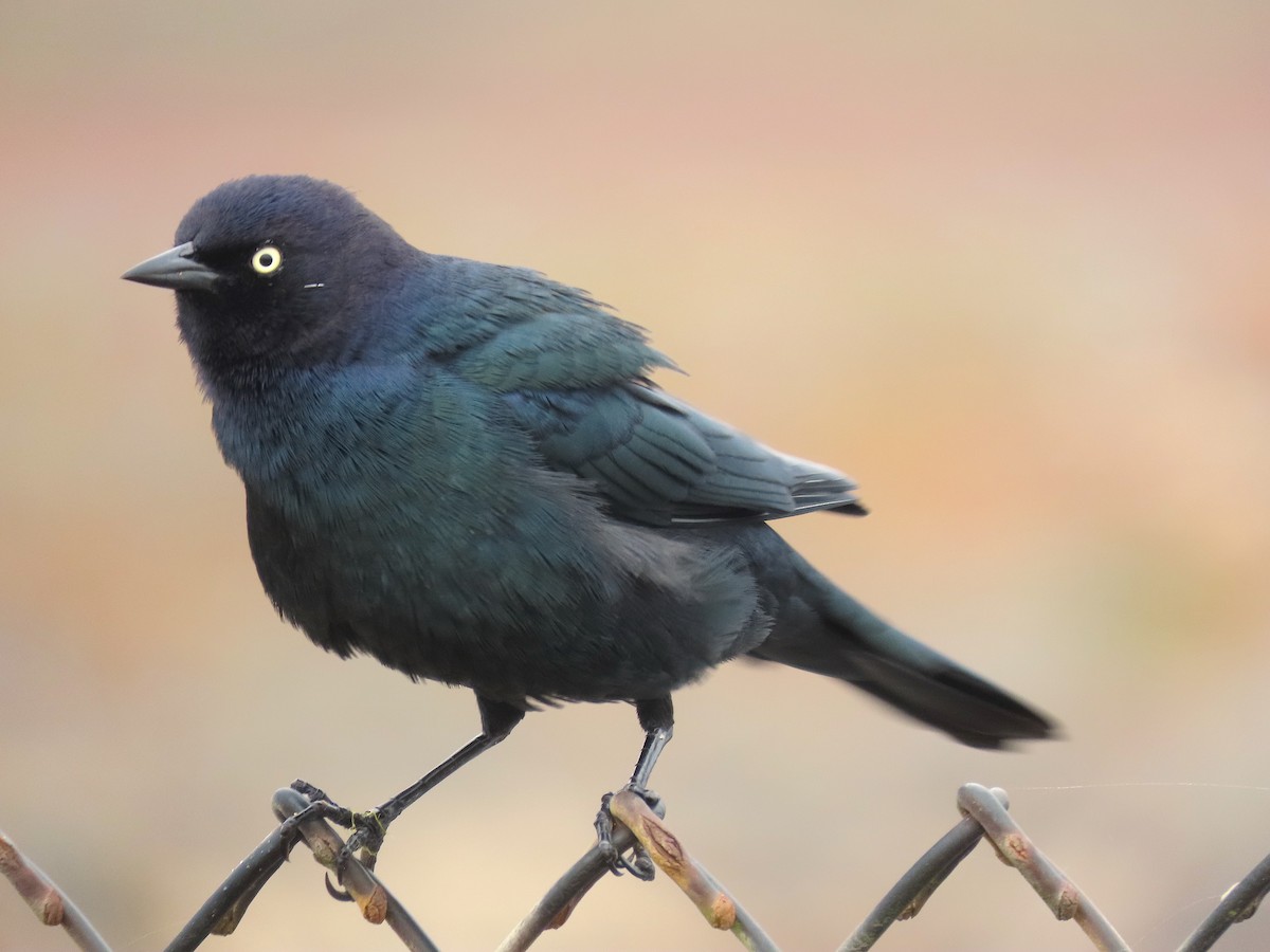 Brewer's Blackbird - ML497866581