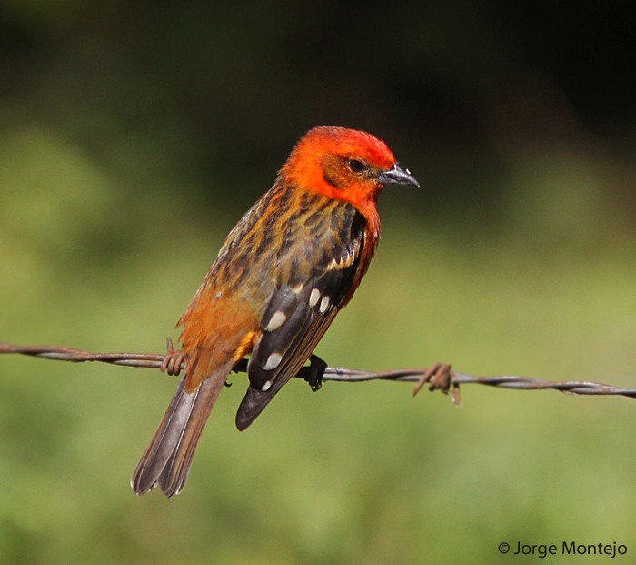 Flame-colored Tanager - ML497867361