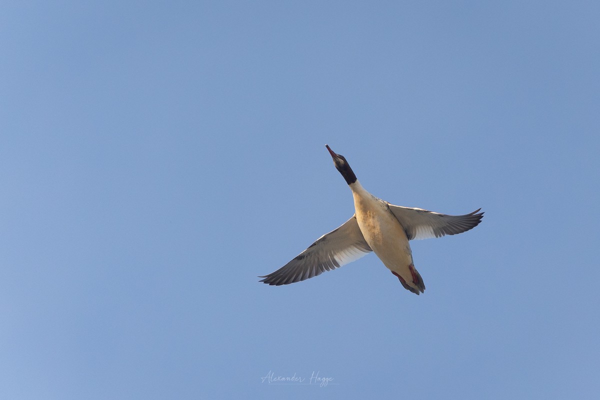 Common Merganser (Eurasian) - Alexander Hagge