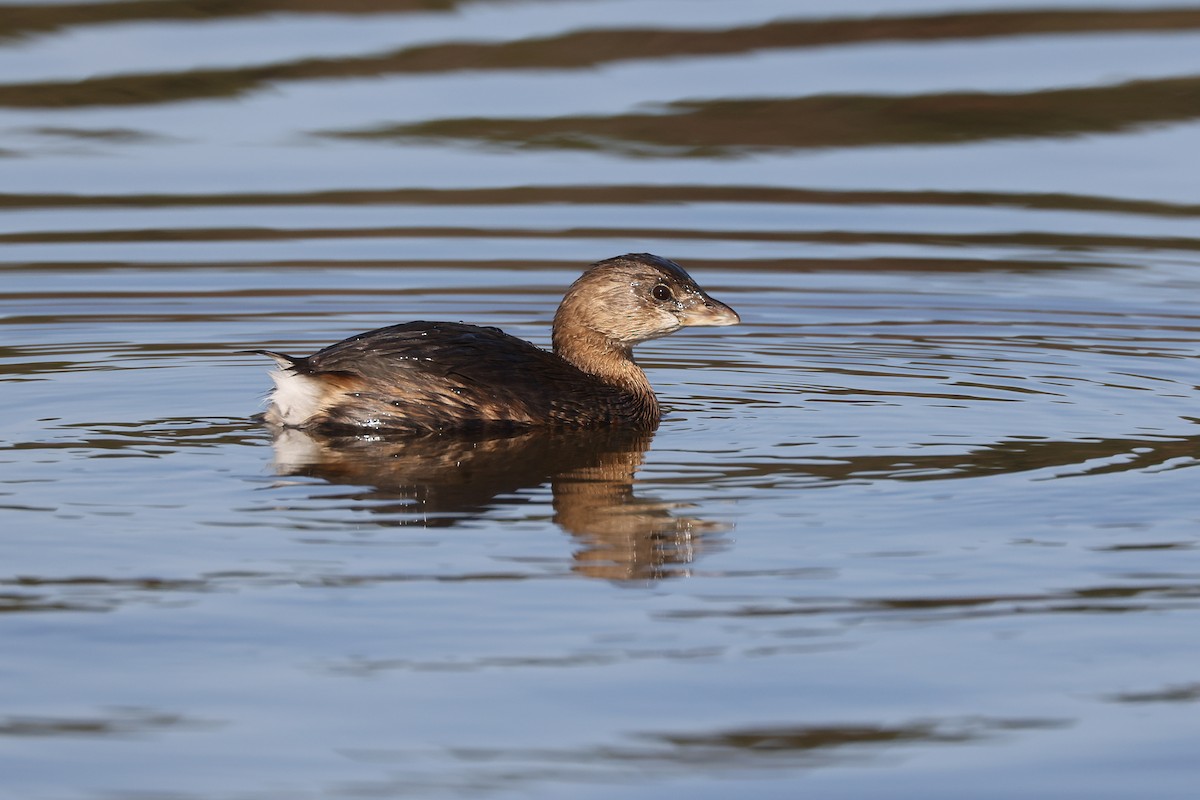 Pied-billed Grebe - ML497869731