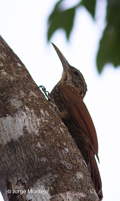 Ivory-billed Woodcreeper - Jorge Montejo