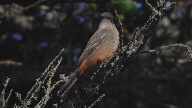 Say's Phoebe - ML497874411