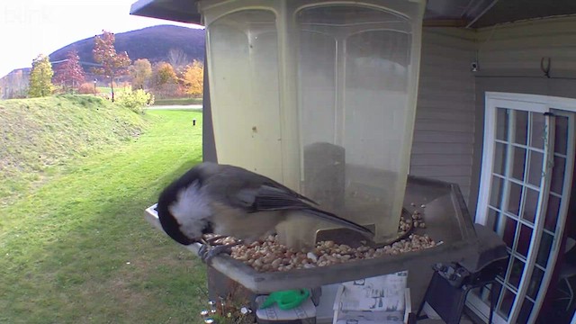 Black-capped Chickadee - ML497877411