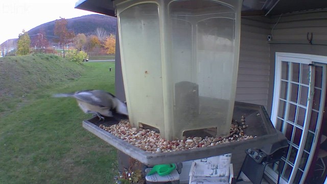 Black-capped Chickadee - ML497877421