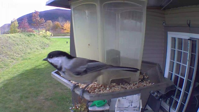 Black-capped Chickadee - ML497877431