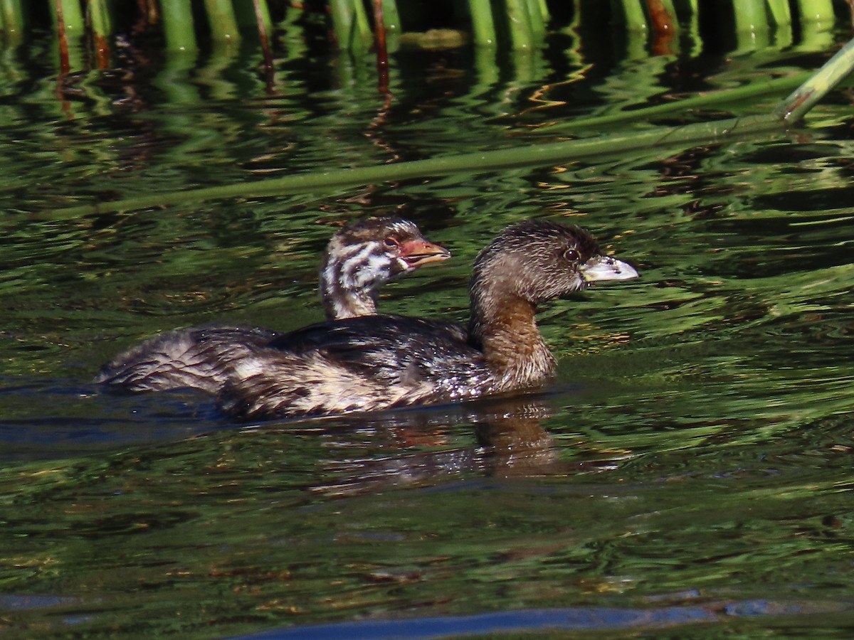 Pied-billed Grebe - Alane Gray