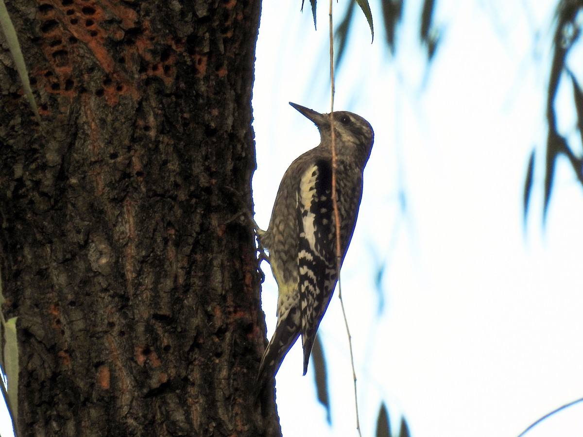 Yellow-bellied Sapsucker - ML497878441