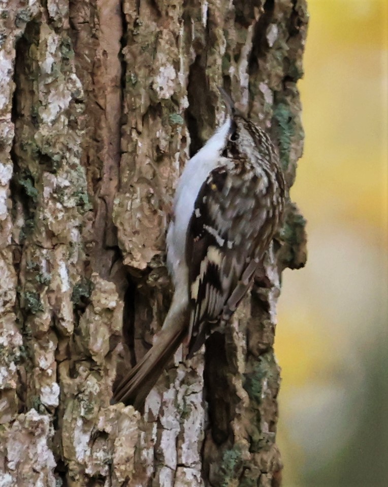 Brown Creeper - ML497878461