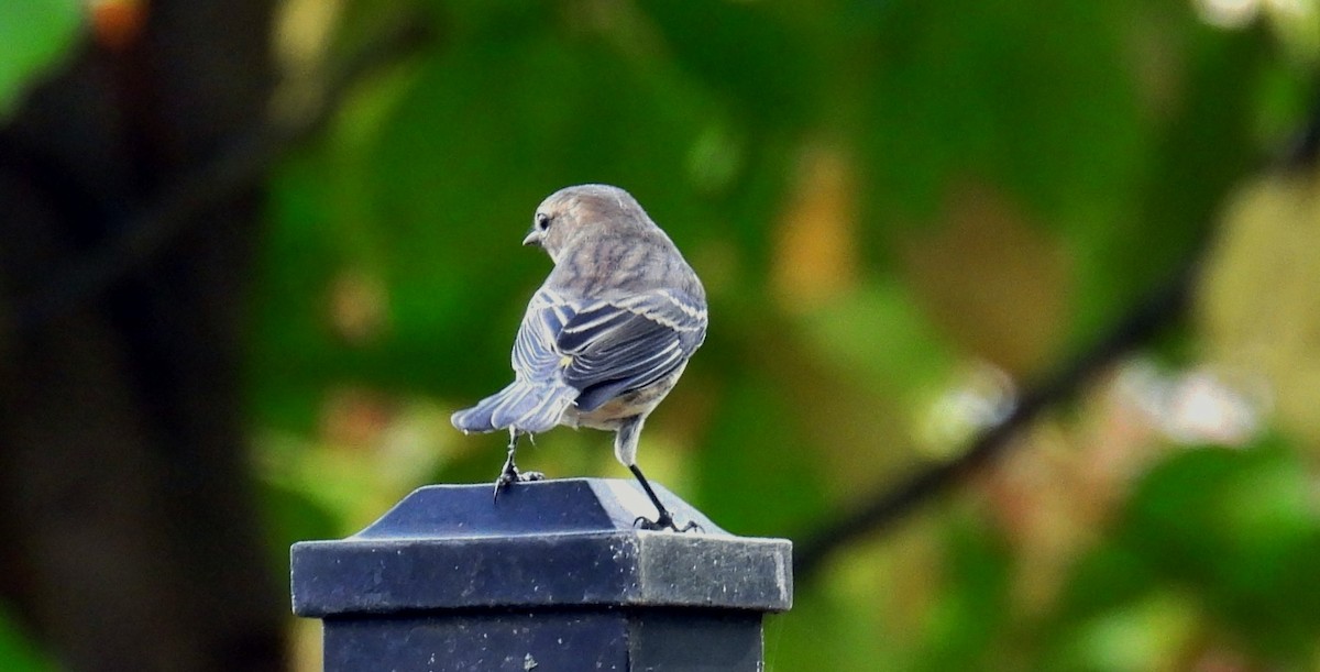 Yellow-rumped Warbler - ML497878701