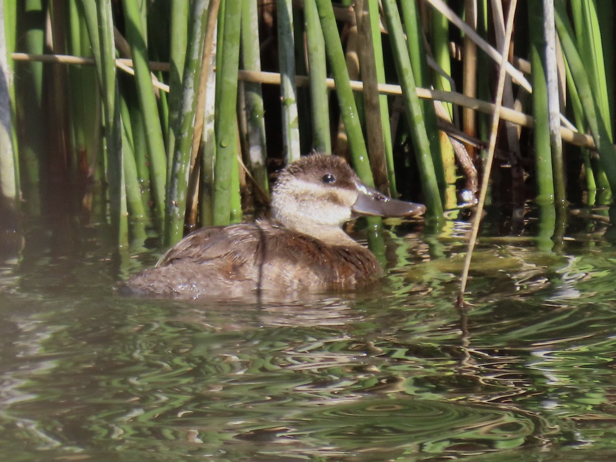 Ruddy Duck - Alane Gray