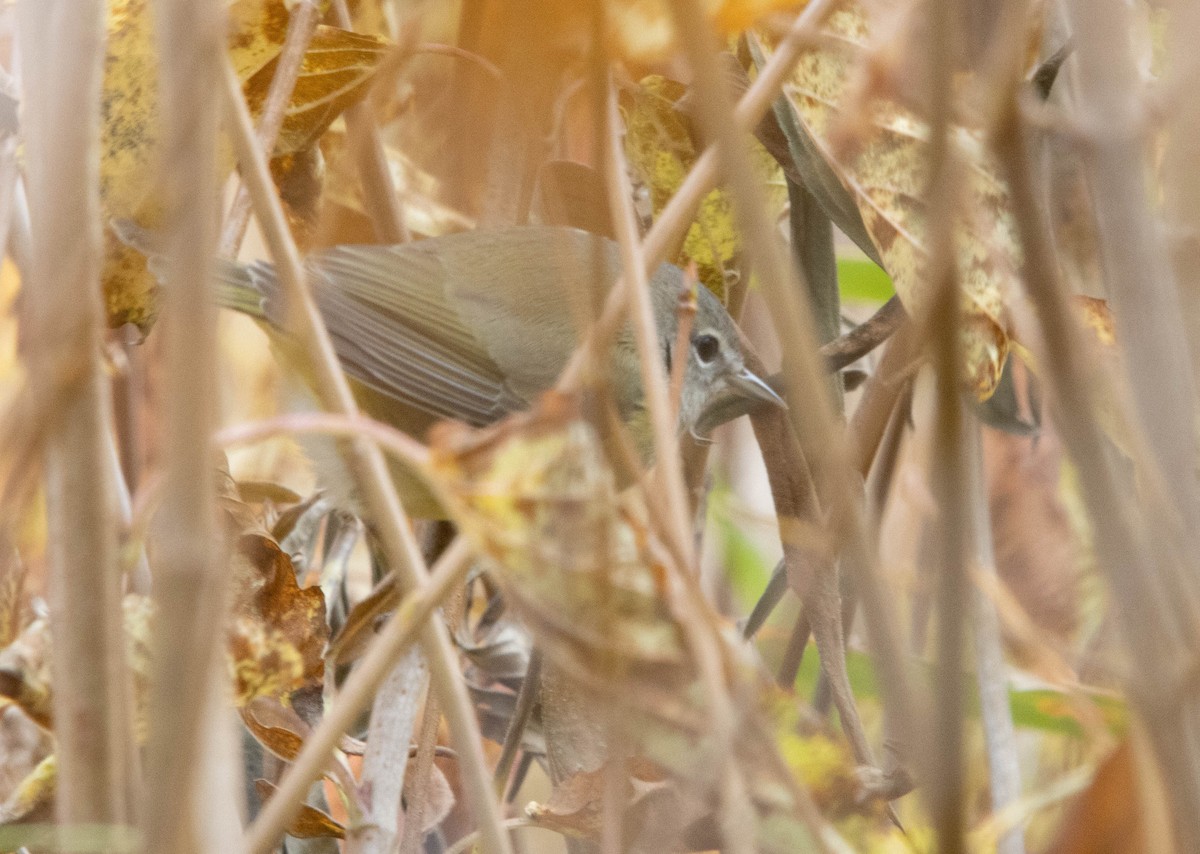 Orange-crowned Warbler - ML497879831