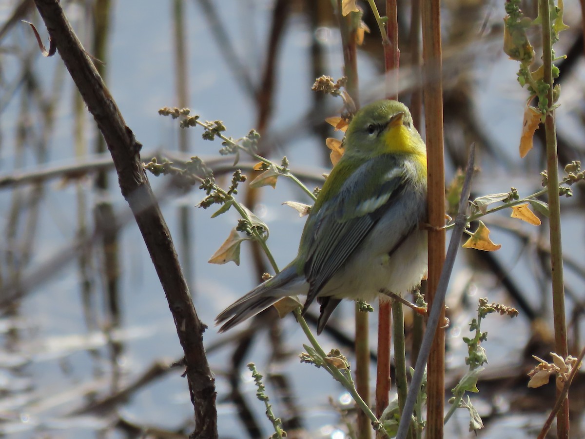 Northern Parula - ML497882421