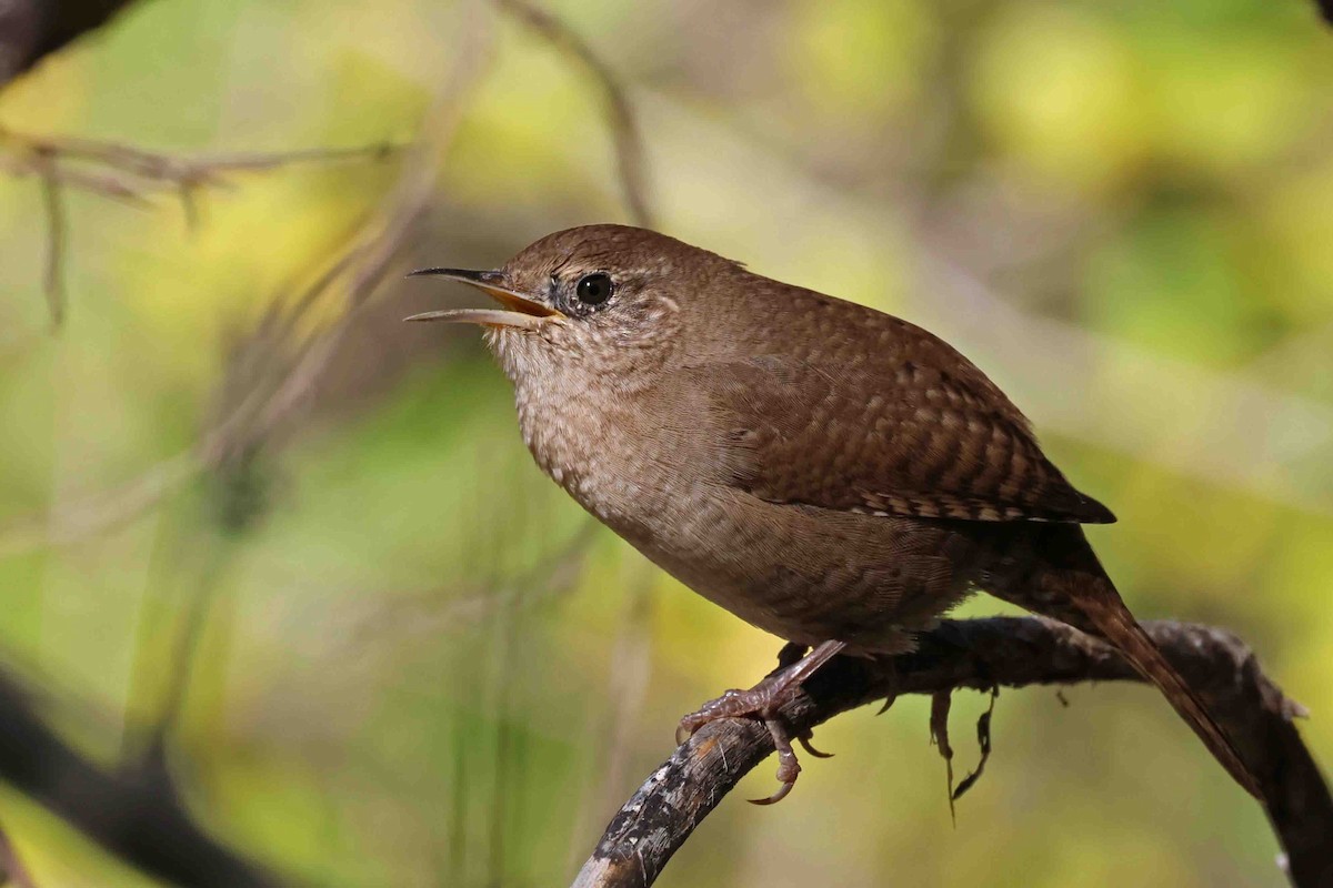 House Wren (Northern) - ML497882481