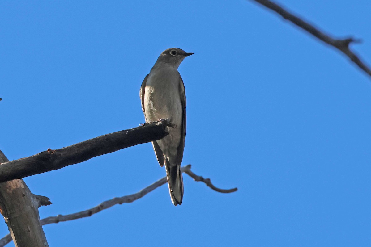 Townsend's Solitaire - ML497882551