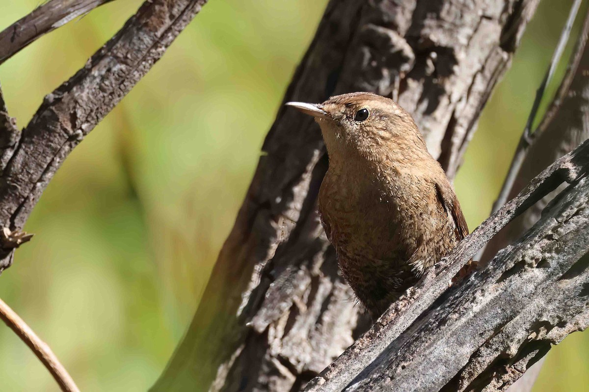 Winter Wren - ML497883541