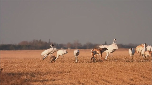 Grulla Trompetera - ML497884281