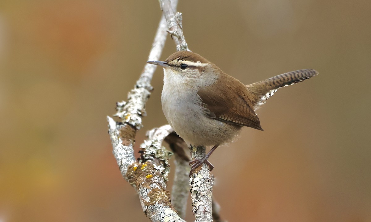 Bewick's Wren - Evan Larson