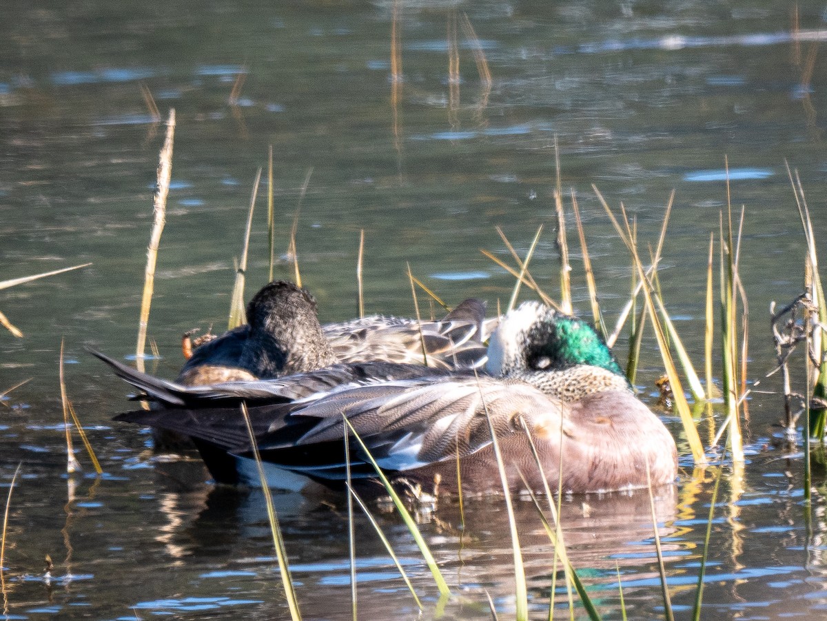 American Wigeon - ML497885231