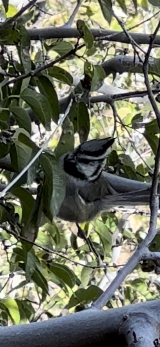 Bridled Titmouse - ML497885871