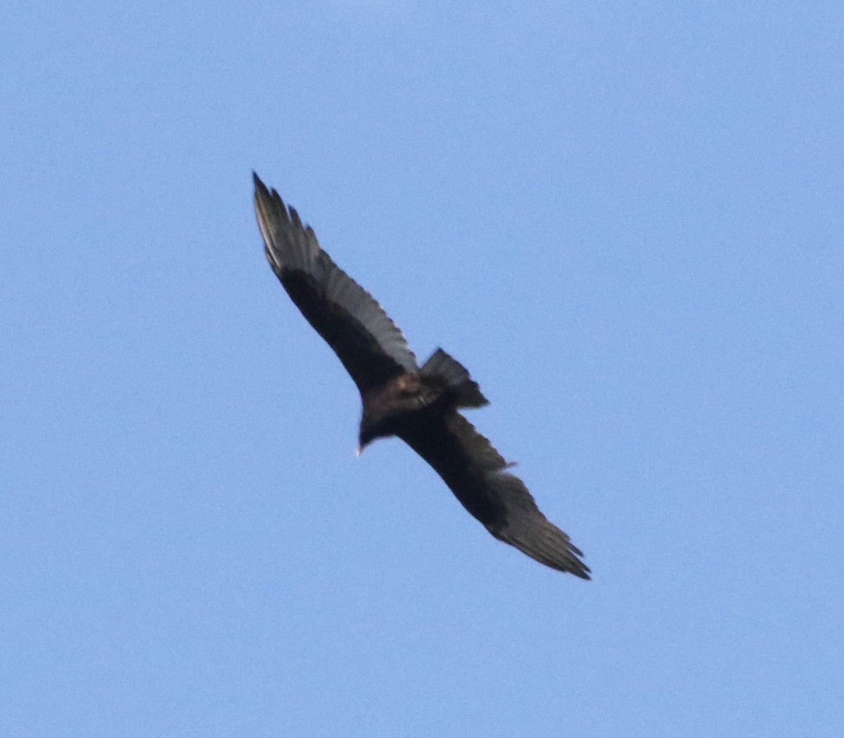 Turkey Vulture - ML497887141