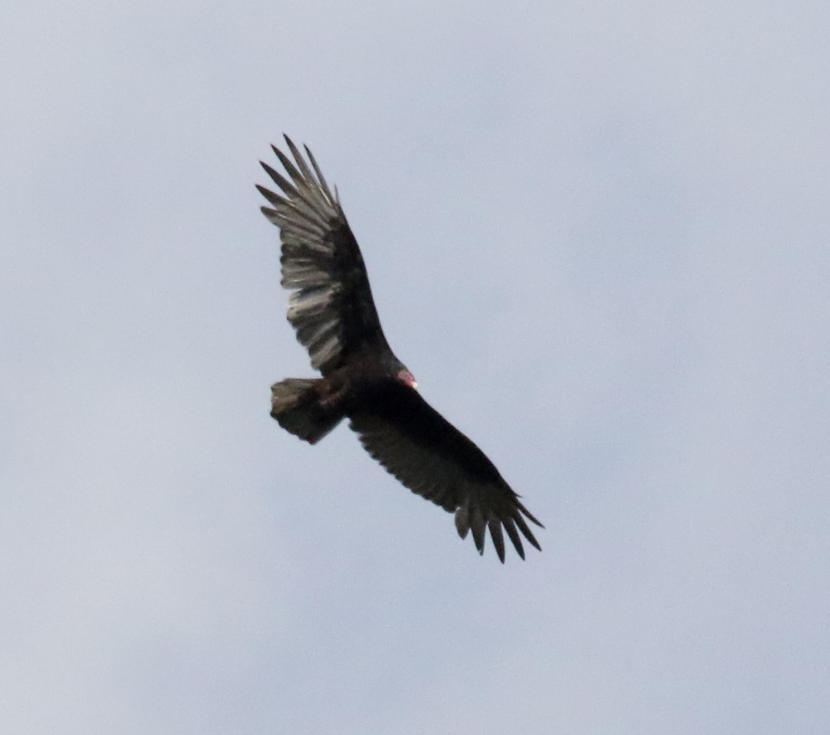 Turkey Vulture - ML497887151