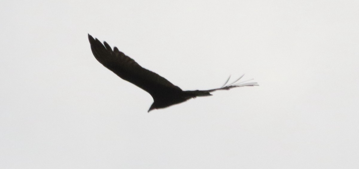 Turkey Vulture - ML497887171